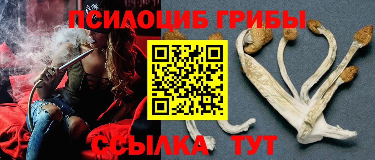 Саранск  Галлюциногенные грибы Psilocybe  Вход с VPN 